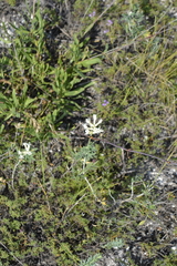 Astragalus albicaulis