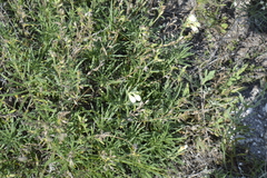 Onosma simplicissima