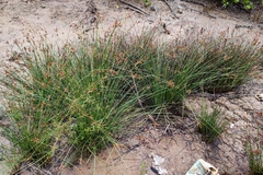 Schoenoplectus subulatus