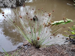 Schoenoplectus subulatus