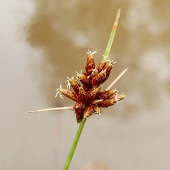 Schoenoplectus subulatus
