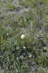 Cephalaria uralensis