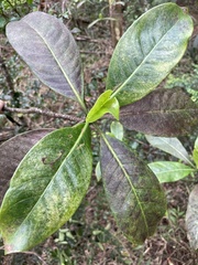 Psychotria mariniana