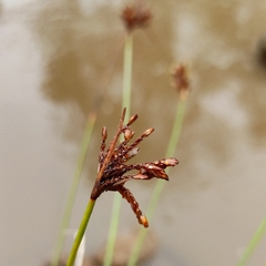 Schoenoplectus subulatus