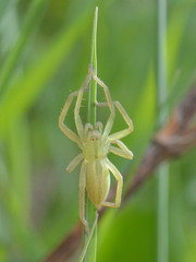 Micrommata virescens