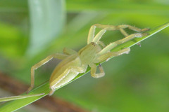 Micrommata virescens
