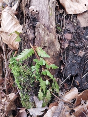 Dryopteris
