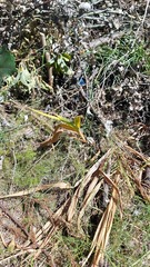 Chasmanthe floribunda