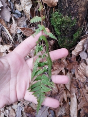 Dryopteris