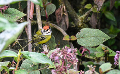 Poecilotriccus ruficeps