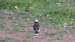 Gracupica nigricollis