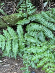Cibotium glaucum