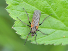 Empis