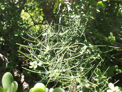 Asparagus divaricatus