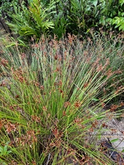 Schoenoplectus subulatus