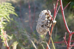 Polistes gallicus