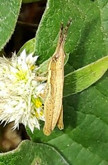 Neorthacris