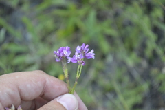 Polygala cretacea