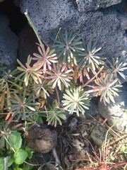 Euphorbia azorica