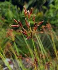 Schoenoplectus subulatus