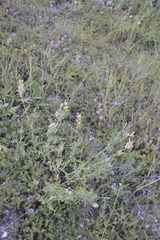 Astragalus albicaulis