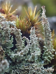 Cladonia squamosa