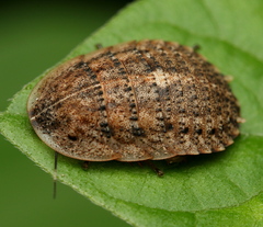 Perisphaerinae