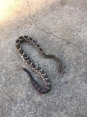 Crotalus durissus