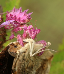 Pseudocreobotra wahlbergi