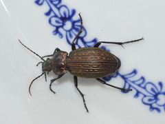Carabus ulrichii