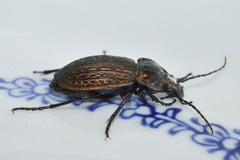 Carabus ulrichii
