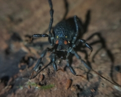 Triaenonychidae
