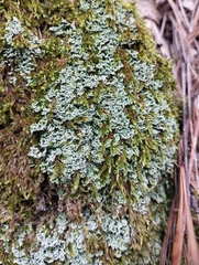 Cladonia