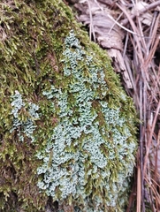 Cladonia