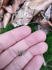 Cladonia