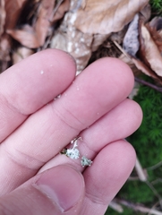 Cladonia