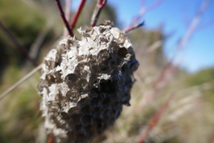 Polistes gallicus