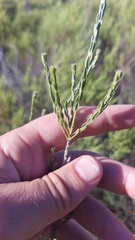 Amphithalea ericifolia erecta