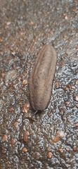 Sarasinula linguaeformis