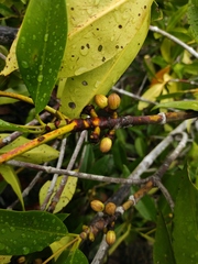 Rhizophora apiculata