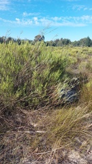 Amphithalea ericifolia erecta