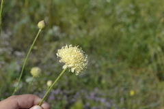 Cephalaria uralensis