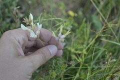 Astragalus albicaulis
