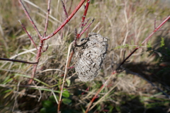 Polistes gallicus
