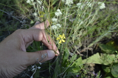 Erysimum cretaceum