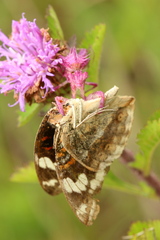 Pseudocreobotra wahlbergi