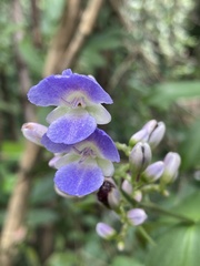 Dichorisandra thyrsiflora