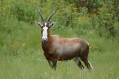 Damaliscus pygargus phillipsi