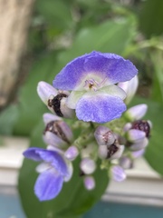 Dichorisandra thyrsiflora