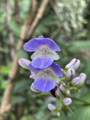 Dichorisandra thyrsiflora